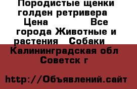 Породистые щенки голден ретривера › Цена ­ 25 000 - Все города Животные и растения » Собаки   . Калининградская обл.,Советск г.